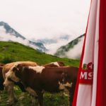 Vaches paissant dans un paysage montagneux suisse lors d'événements en plein air, une vue idyllique pour un roll-up publicita