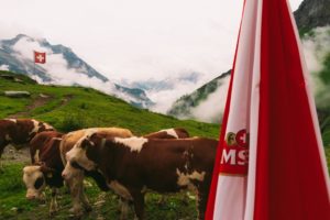 Vaches paissant dans un paysage montagneux suisse lors d'événements en plein air, une vue idyllique pour un roll-up publicita