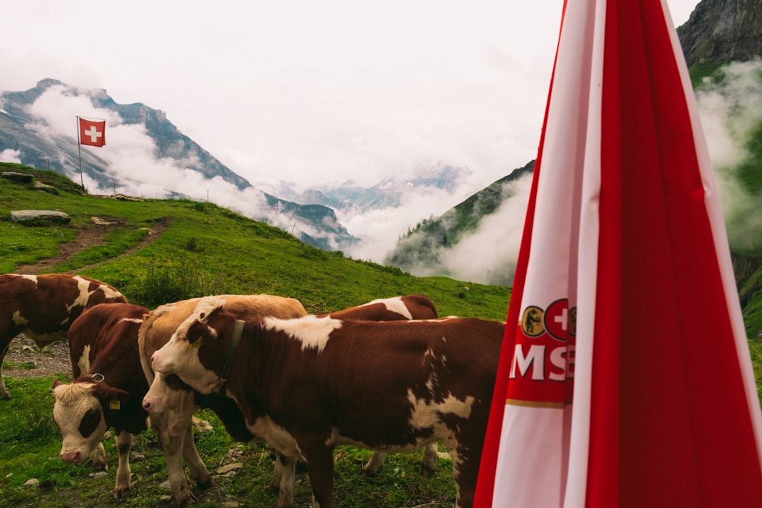 Vaches paissant dans un paysage montagneux suisse lors d'événements en plein air, une vue idyllique pour un roll-up publicita