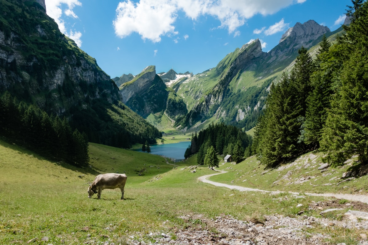 Paysage montagneux verdoyant avec un lac et une vache paissant.